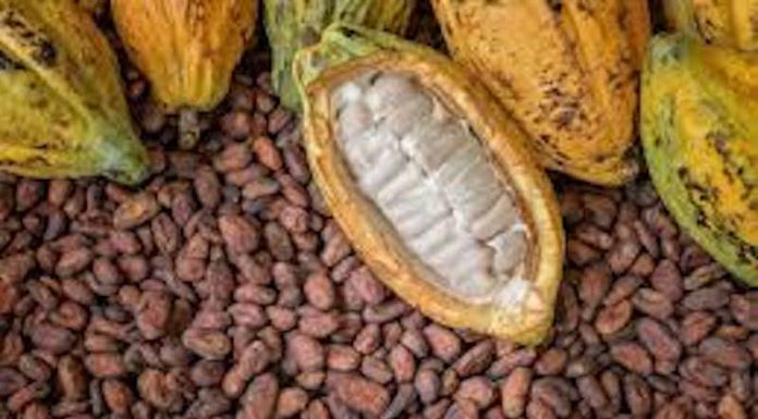 Nigeria Will Team Up With Cameroon To Set Cocoa Price