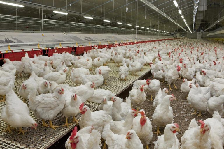 poultry-farm-records-improved-sales-on-border-closure