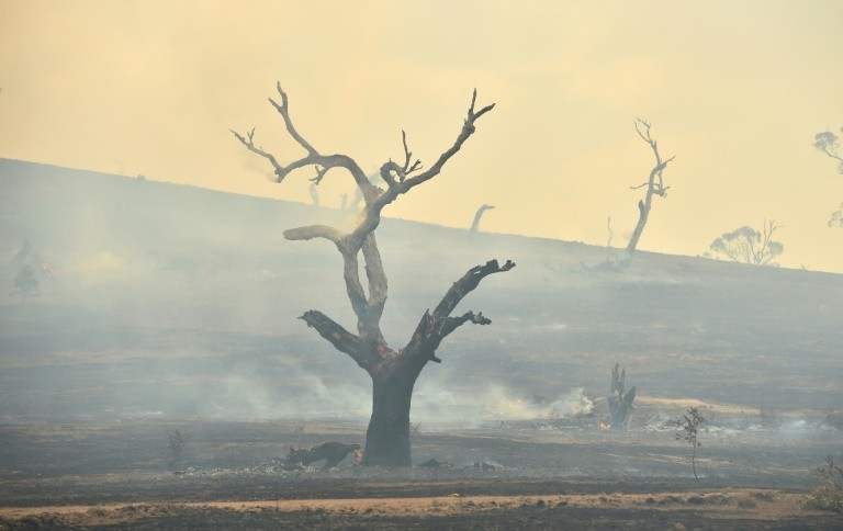 bushfire crisis