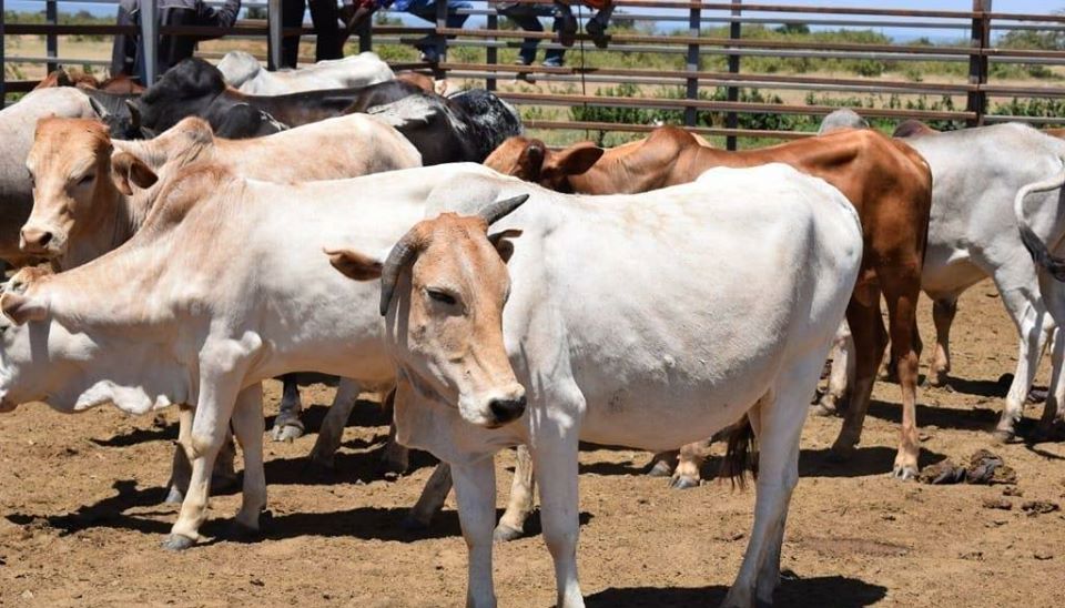 Chad 'Repaying $100m Debt To Angola With Cattle'