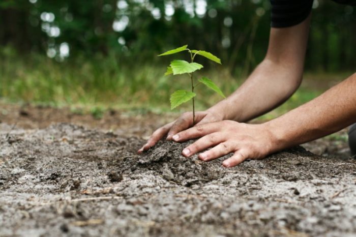 Desertification - Bauchi Group Plants 40,0000 Tree Seedlings