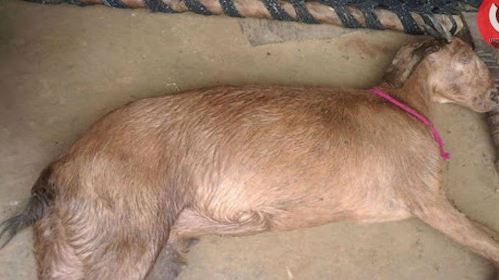 Ekiti Man Ogaji Rapes She-Goat To Death