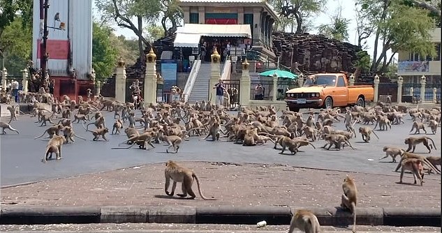 Hungry Monkeys Storm Streets In Thailand, Fight Over Food