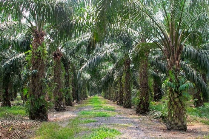 Palm Oil Industry In Nigeria Now Dysfunctional