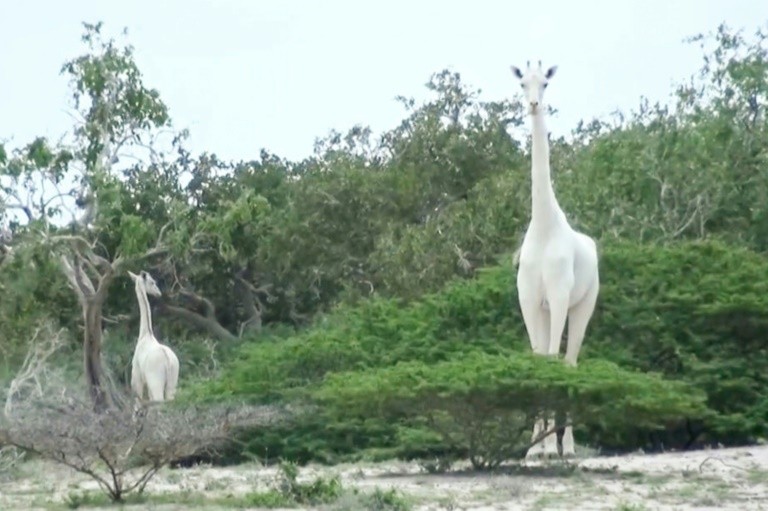Rare White Giraffes Killed By Poachers In Kenya