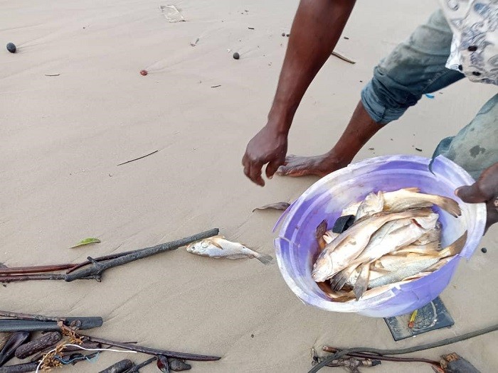Bayelsa Govt Warns Against Consumption Of Dead Fishes