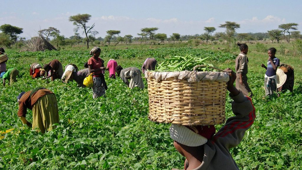 Coronavirus Threatens National Food Security - Obatolu