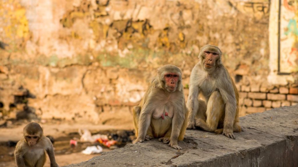 Monkeys Attack Medical Official, Steal Coronavirus Samples
