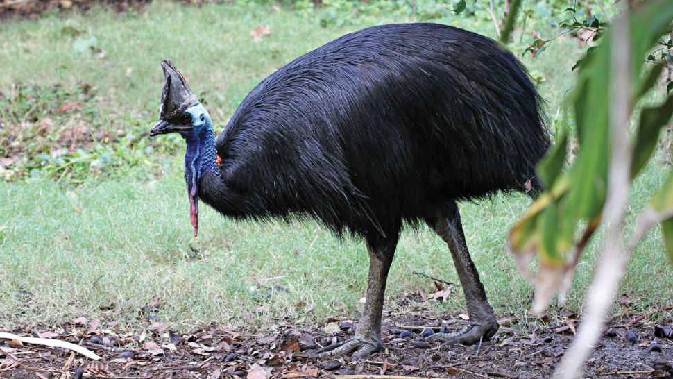 The World's Most Dangerous Bird And Its Unique Feathers