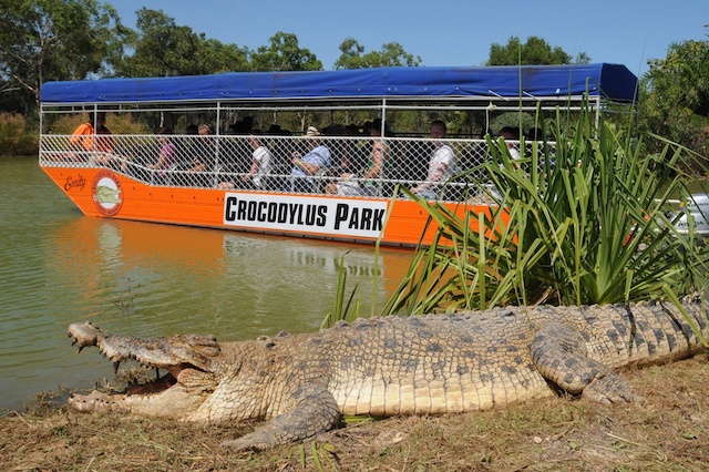 59 Baby Crocodiles Stolen From Aussie Park
