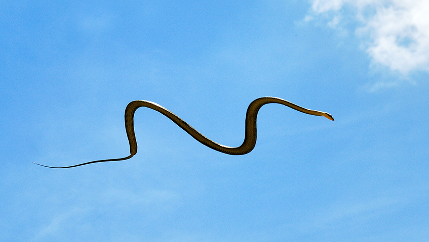 Flying Snakes And How They Can Glide Through The Air