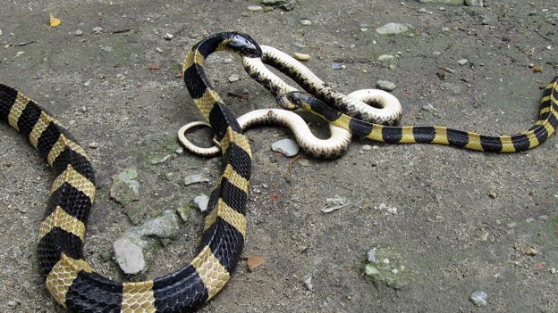 Snakebites Kill 1.2 Million Indians