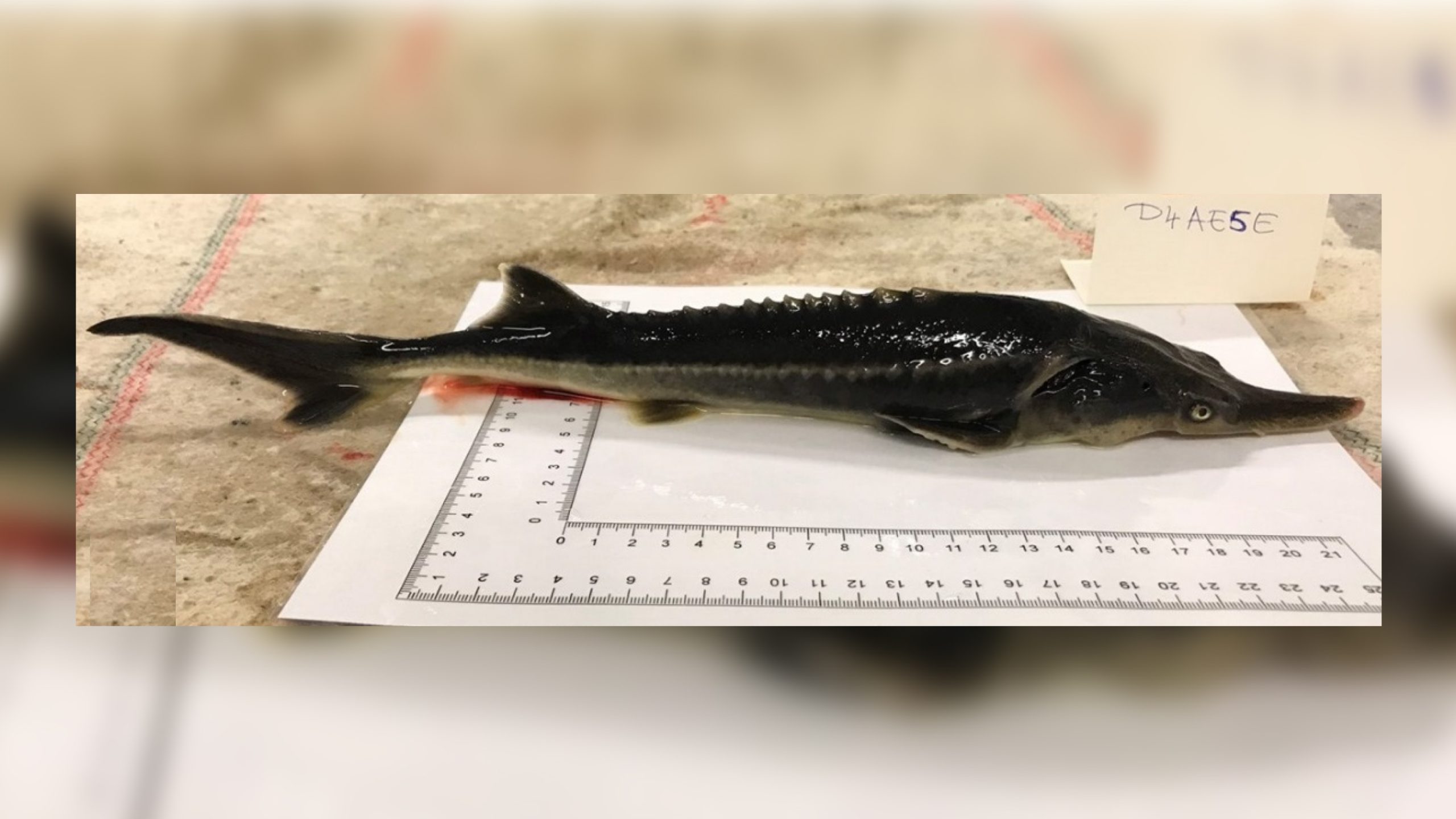Sturddlefish - Hungarian Scientists Accidentally Create Bizarre Hybrid Fish