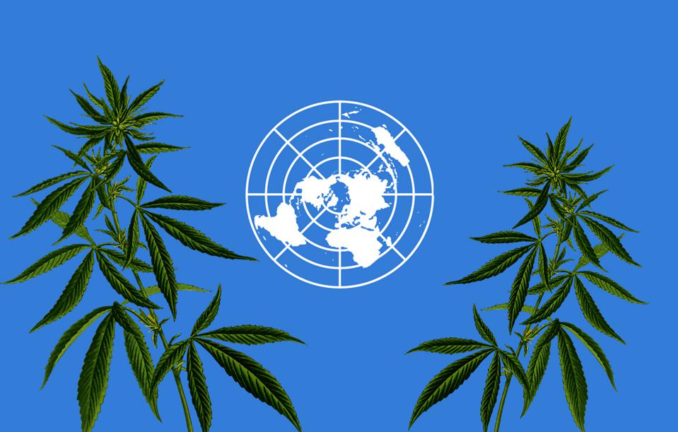 Cannabis Is No Longer A Dangerous Drug - United Nations