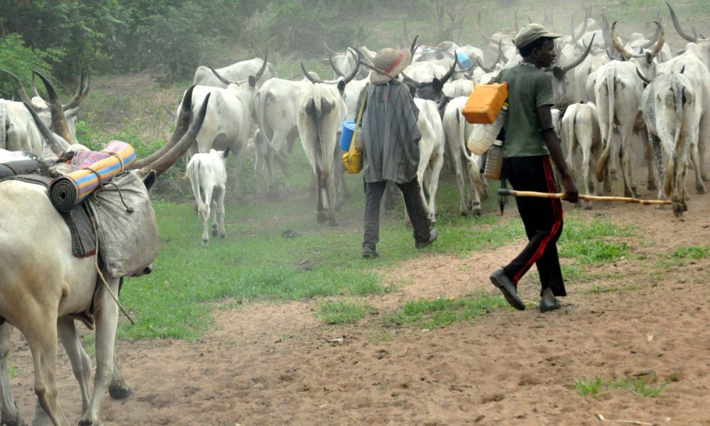 376 Cows Impounded By Livestock Guards In Benue