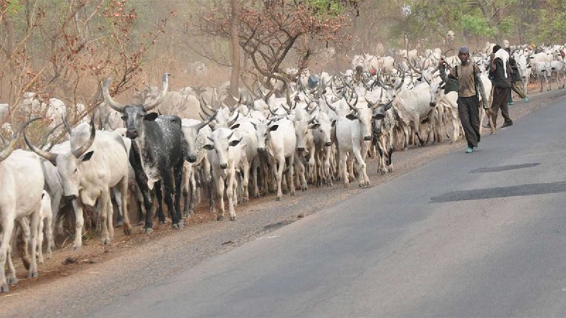 Ganduje Wants Movement Of Herdsmen From North To South Banned