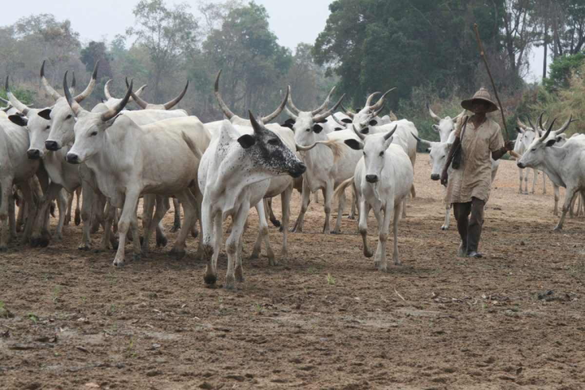 We Might Stop Selling Cattle To South, MACBAN Threatens