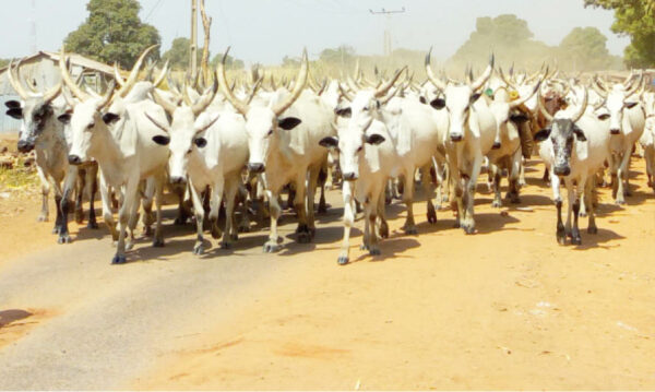 Senate Set To Establish Agency For Livestock Movement