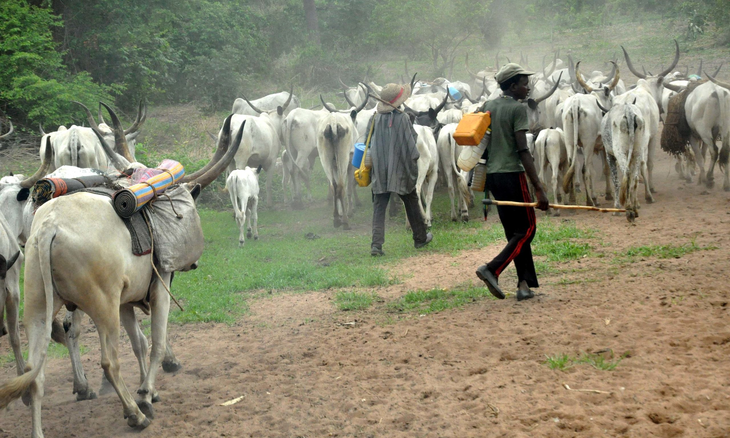Herdsmen Give FG Condition To End Open Grazing
