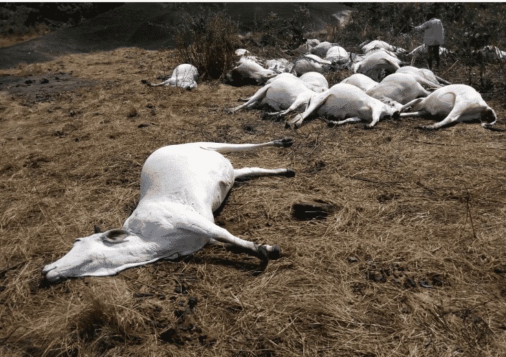 Herdsmen Flee Delta Community As Thunder Strike, Kills 12 Cows