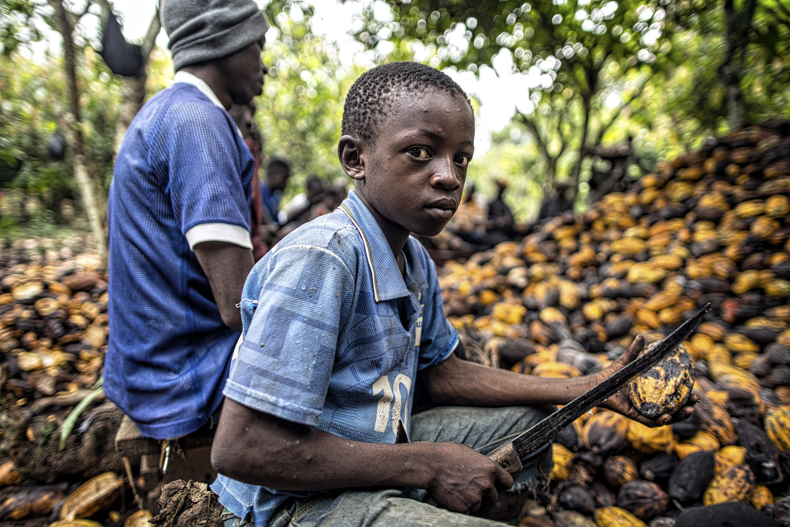 Ivory Coast Jails 22 For Child Labour On Cocoa Farms