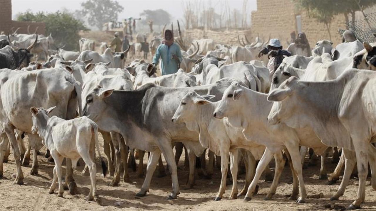 Miyetti Allah Blasts Northern Govs For ‘Neglecting’ Herders