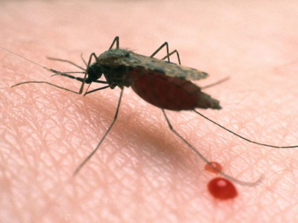 27% Of Global Malaria Deaths In 2020 Are From Nigeria – WHO