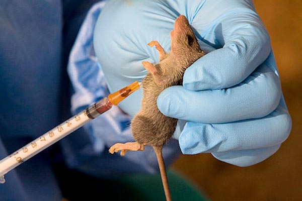 NCDC Activates Emergency Operations As Lassa Fever Spreads
