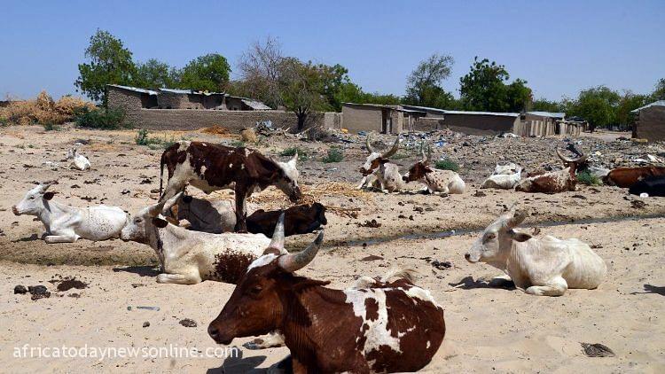 12 Confirmed Dead As Farmers, Herders Clash In Chad
