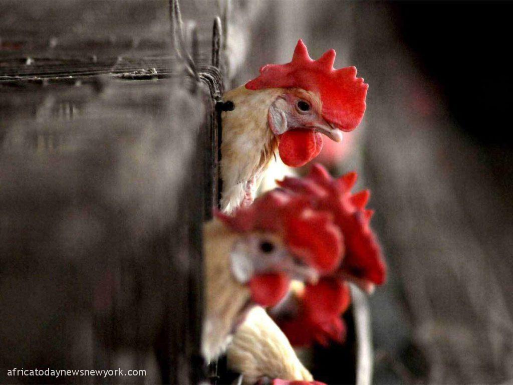 H5N1 Bird Flu: US Announces First Human Case