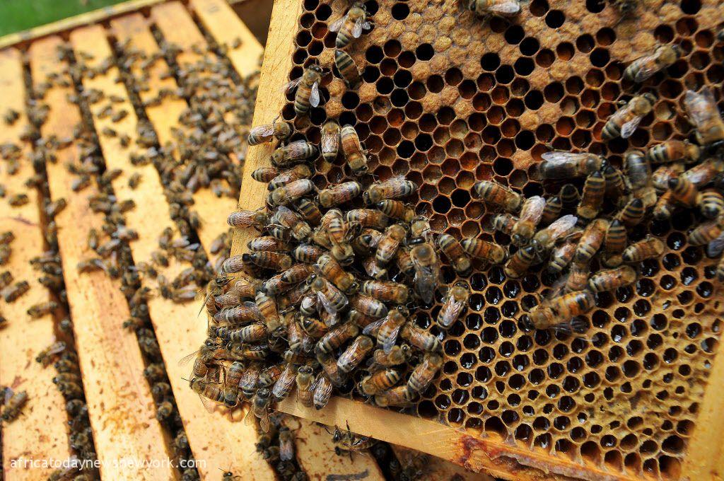 RMRDC Harps On Importance Of Bee Extracts For Manufacturers