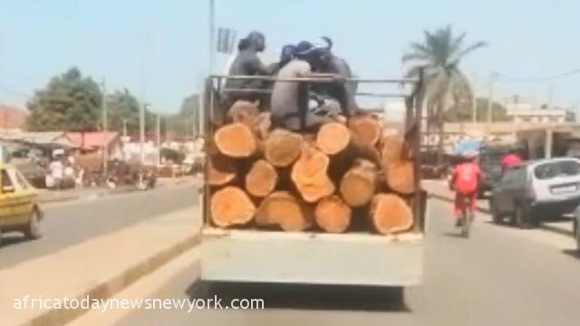 Gambia Announces Bans On Timber Exports To Halt Smuggling