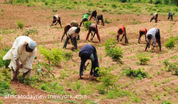 Insecurity Zamfara Farmers To Hold Meetings With Bandits