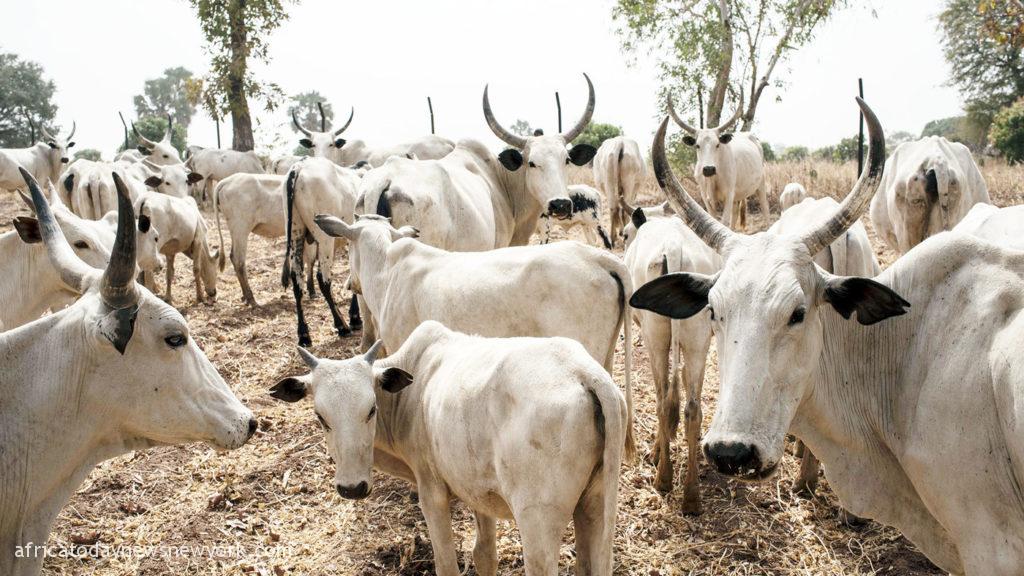 Katsina Govt Sets Aside N3bn For 10 Cattle Ranches