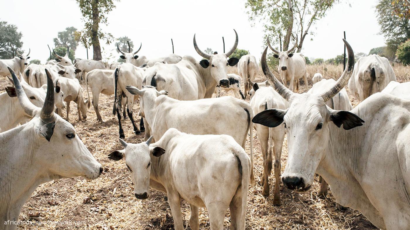 Katsina Govt Sets Aside N3bn For 10 Cattle Ranches