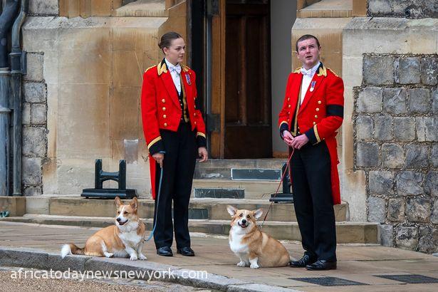 Demand For Queen’s Favourite Corgi Dogs Soars Incredibly