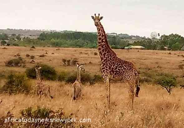 Toddler Hacked To Death By Giraffe In South Africa