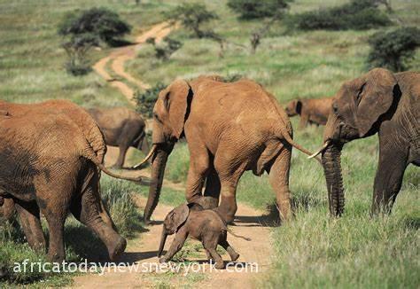 Drought Kills Over 200 Elephants In Kenya