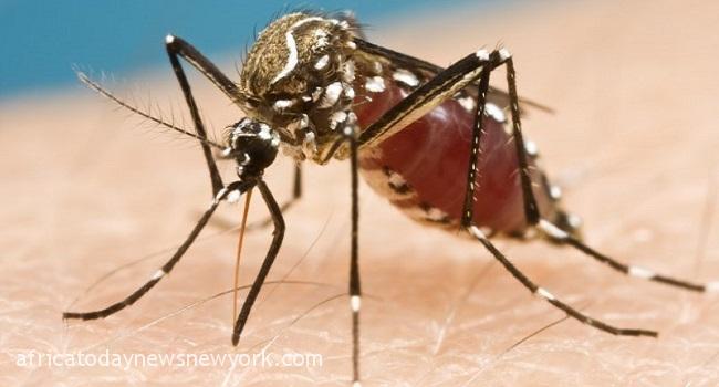 Invasive Malaria Mosquito Spreading In Africa - Researchers