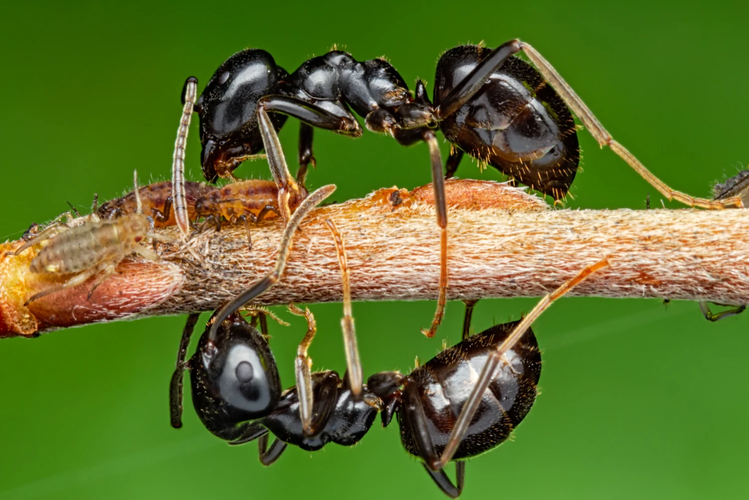 Ants Can Aid Early Cancer Detection — Scientists