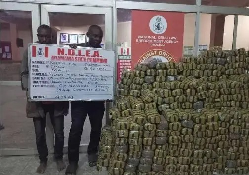 NDLEA Raids Uncover 4,560kg Skunk In Lagos, Adamawa, Osun