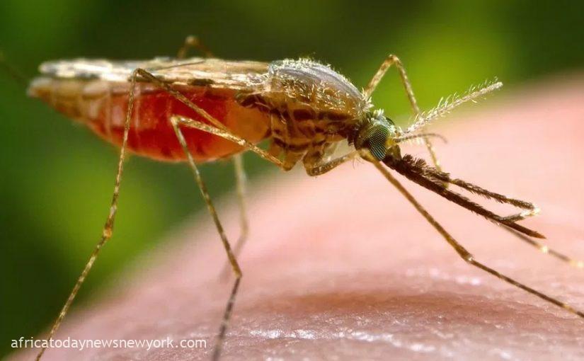 Burkina Faso Declares Outbreak Of Dengue Fever Epidemic