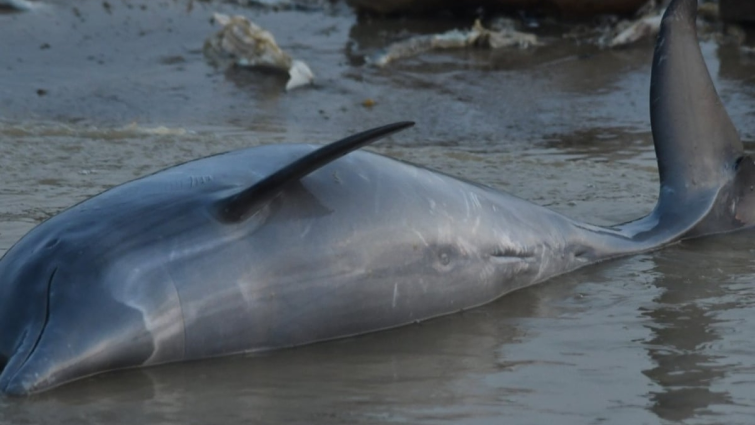 Concerns As Over 100 Dolphins Found Dead In Brazilian Amazon