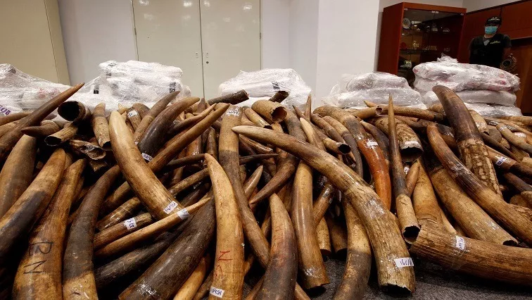Nigeria Destroys Seized Elephant Tusks Worth Over $11.2m