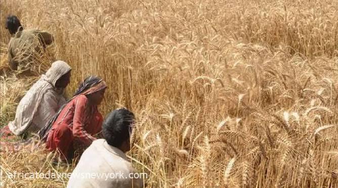 Jigawa Plans To Cultivate 150,000 Hectares Of Wheat