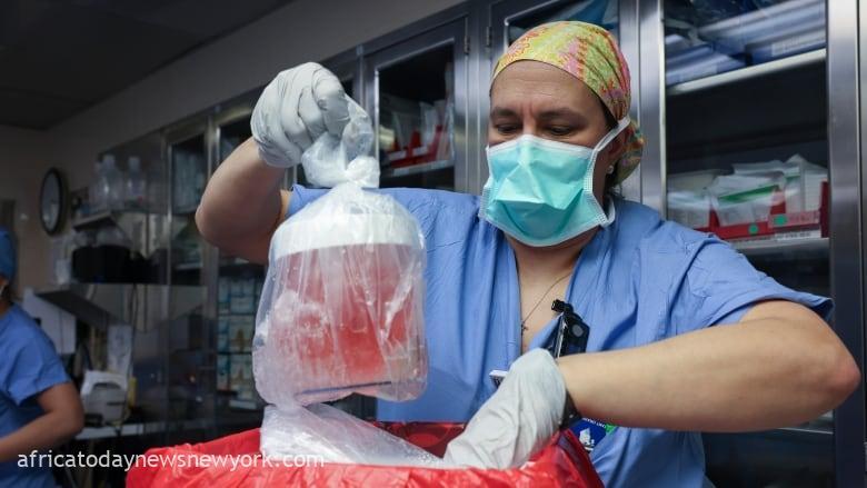 US Surgeons Perform Successful Pig-to-Human Kidney Transplant