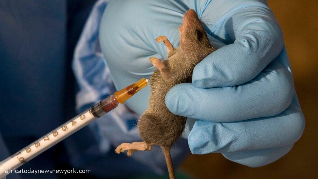 Lassa Fever: Death Toll Rises To Four In Kogi