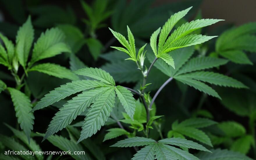 German Govt Legalizes Recreational Cannabis