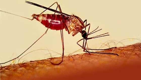 Nigeria’s fight Against Malaria Gets £1bn Support From UK