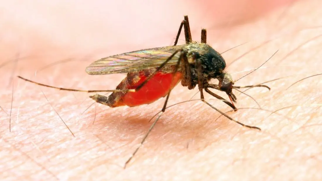We Have Spent $914m To Fight Malaria In Nigeria - US Govt